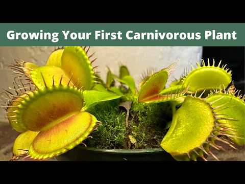 Caring and Keeping Your First Venus Flytrap Alive 🌱- Beginners Venus Flytrap Growing Guide