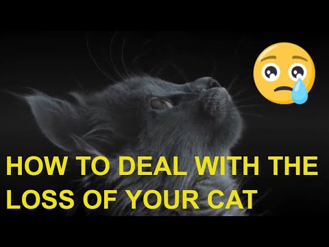 HOW TO DEAL WITH THE LOSS OF YOUR CAT l V-12