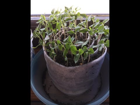 Polžek- super način sejanja za domače sadike