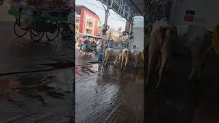 Download lagu Meenakshi Hotel In Kadapa #kadapa #vlog mp3