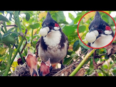 EP 3 | Twin SNOW Berries feeding to baby birds | SNOW BALLS feeding | bird video in nest | DAY 2