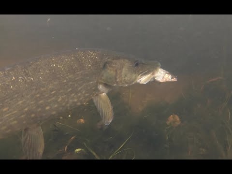 Savage Pike Attacks caught on Camera