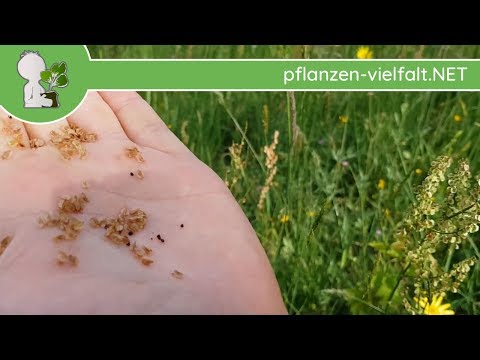 Wiesen-Sauerampfer - Früchte/Samen - 07.05.18 (Rumex acetosa) - essbare Wildpflanzen Bestimmung