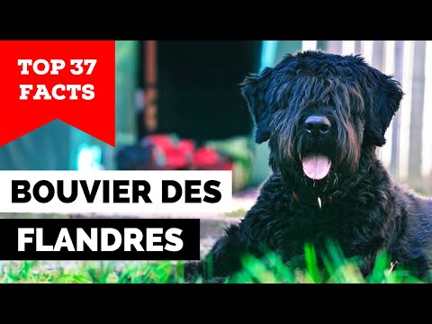 99% of Bouvier des Flandres Owners Don't Know This