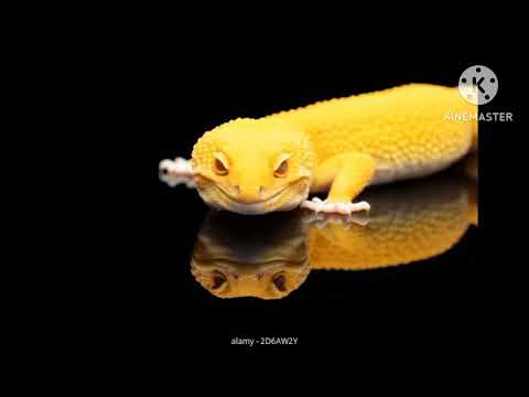 monster island buddies (Sony pictures style) episode 8 las vegas