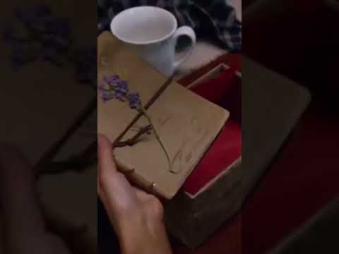 Love Finds You in Valentine   LAS Clip 10