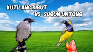 Download lagu Suara Pikat Burung Kutilang Ribut VS Sogon Ontong Paling Virall!!! mp3 Download lagu Suara Pikat Burung Kutilang Ribut VS Sogon Ontong Paling Virall!!! mp3