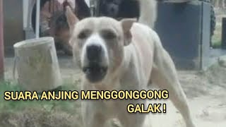 Download lagu SUARA ANJING MENGGONGGONG DOG SOUND... mp3