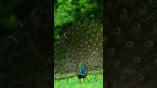 National Bird Picock l Nature