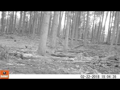Bushnell wildcamera