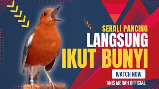 Download lagu LANGSUNG NYAUT 10000 % ‼️ ANIS MERAH MACET BUNYI JIKA DENGAR SUARA INI PASTI NYAUT LANJUT GACOR | 64 mp3
