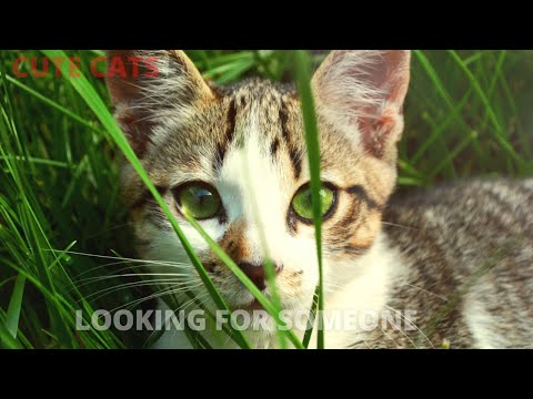 Funny Cat Scares Of Ordinary Things - Cute And Funny Cat Reactions | Aww Animals # 5