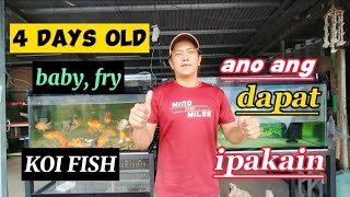 KOI FISH FRY FEEDING / HOW TO FEED KOI FISH FRY / BABY KOI FISH
