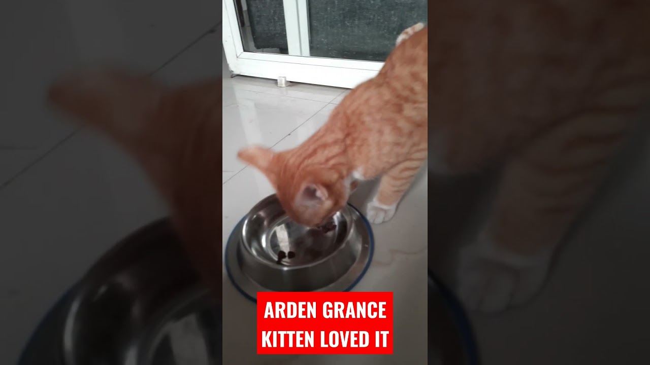 Arden Grange ,# Fresh chicken and potatoes kittens loved it