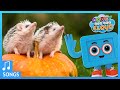 Little Hedgehog Song | Codey And The Cloud S1 • E12