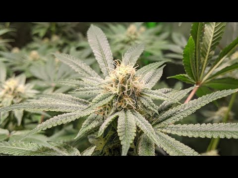 GROWING THICK DENSE LEGAL BUDS WITH LED - WEEK 4 FLOWER STEPWELL SOIL GROW