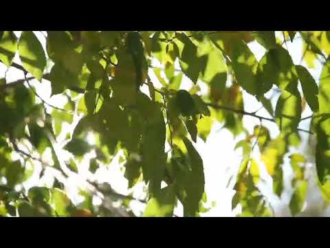 Summer Wind Through Leaves Sound Effect | Copyright Free Nature Sounds