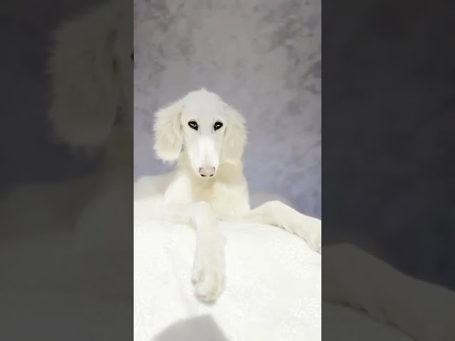 Saluki puppy for sale