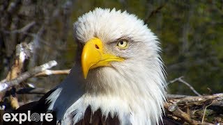 Download the video "Decorah Eagles powered by EXPLORE.org"
