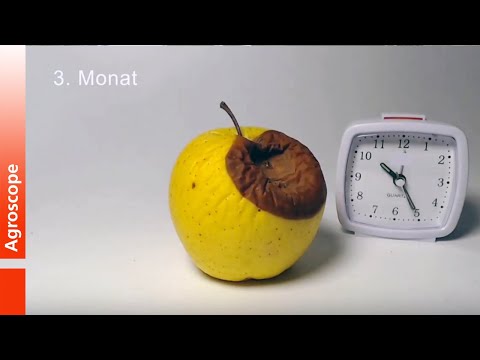 Come candeggiare posti di pigmentary per mezzo di un limone Se pigmentary nota su una faccia chi è nato il ragazzo o la ragazza