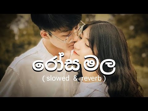 රෝස මල ( slowed & reverb) feel the music |  rosa mala slowed and reverb.