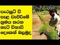 How To Practice The Parachute Rice Transplanting Technique In Sri Lanka