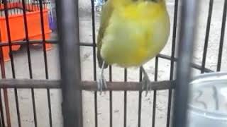 Download lagu Pleci wit wit cer mp3