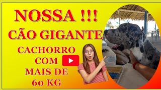 VEJA - Cachorro Pesa + de 60 kg (Vlog)