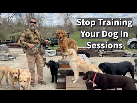 Deja de entrenar a tu perro en sesiones | Empieza a entrenar a tu perro viviendo