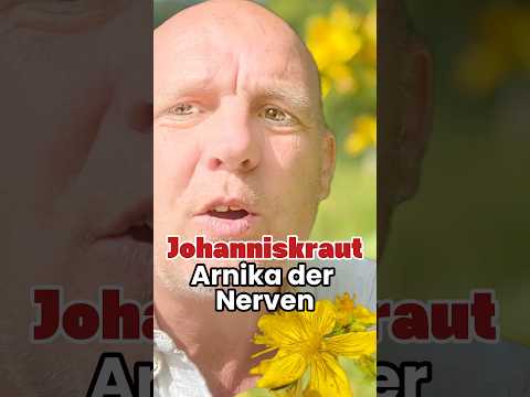 St. John's Wort - Arnica for the nerves. Nerve pain, surgeries #st.john'swort #medicinalplants #g...