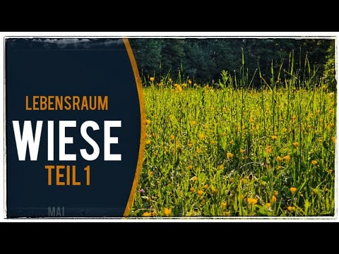Guck mal was da wächst | Lebensraum Blumenwiese Teil 1 | Der Mai