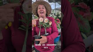 ROSA DO DESERTO 563, AMARELA, SIMETRIA PERFEITA #apoloniagrade