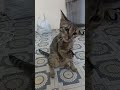 Lutere Ka Lutera Cate Catvideos