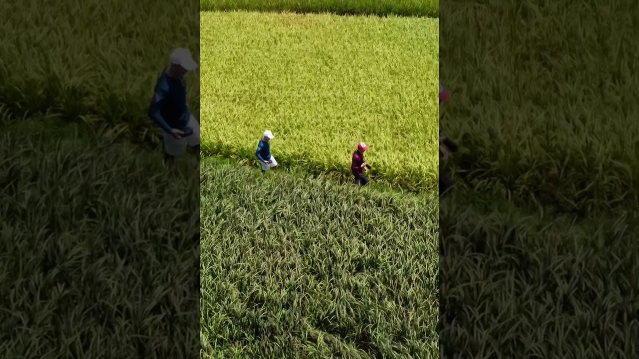 YouTube Short thumbnail