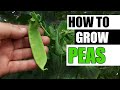 How To Grow Peas - The Definitive Guide For Beginners