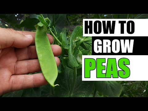 Why Raised Garden Beds Are Better