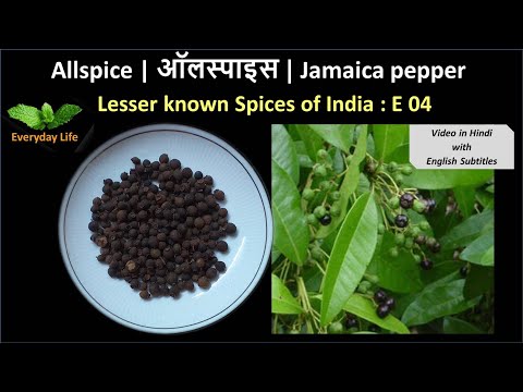 Allspice | ऑलस्पाइस  | Jamaica pepper | Lesser known Spices of India: EP 04 | Everyday Life #13
