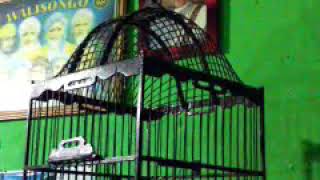 Download lagu Pancingan dan Masteran Burung Trucukan Pekalongan - TMC Pekalongan mp3
