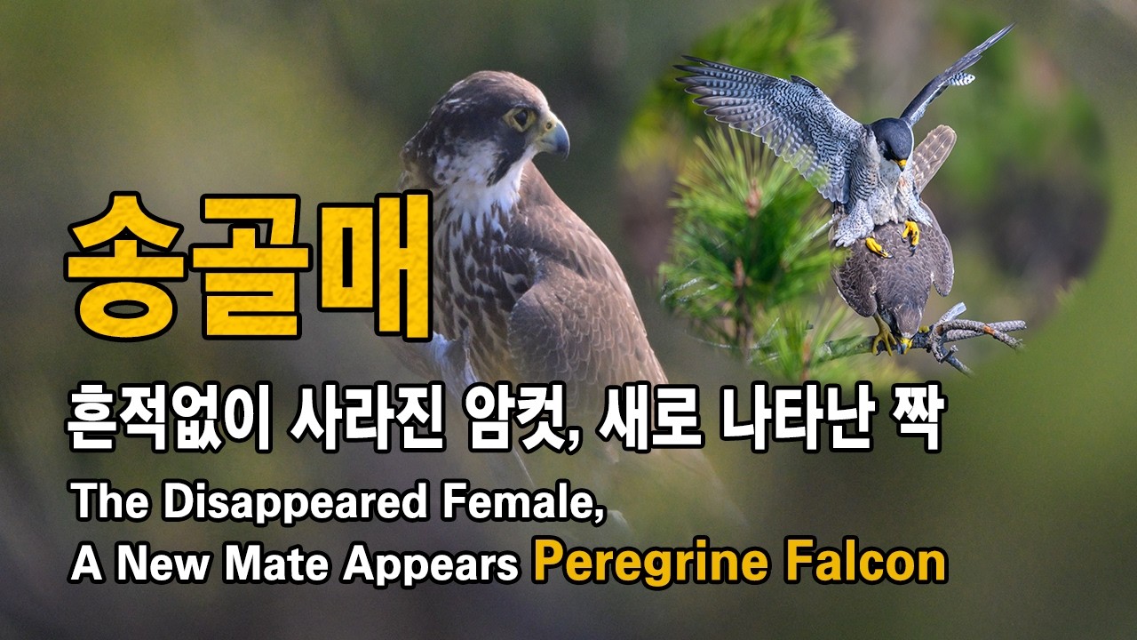 송골매 유튜브 썸네일