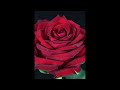 (NOT LOSTWAVE) Obscure late 2000s song, "Rose City" Viva Voce