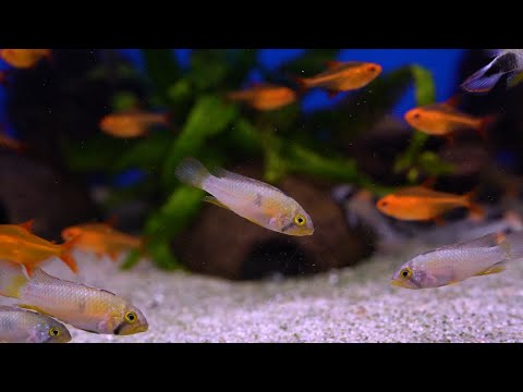 Panduro Zwergbuntbarsch - Apistogramma panduro