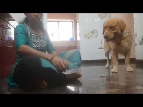 mummy ko Pareshan Karne Ka Tarika ||Cute golden retriever dog funny video 🤣❤