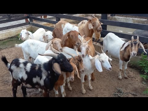 FEIRA DE ANIMAIS EM BARRA DE SANTA ROSA-PB 18/04/2024