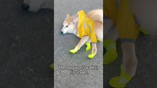 Download lagu Dogs wearing shoes#dog#funny#funnyanimals#funnypets#animals  #pet #foryou mp3