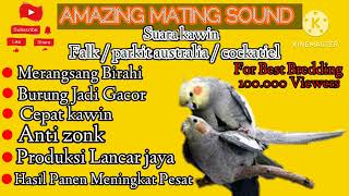 Download lagu Parkit Australia / falk |] Suara Ritual Kawin falk jantan & betina cepat birahi-jodoh-kawin-produksi mp3