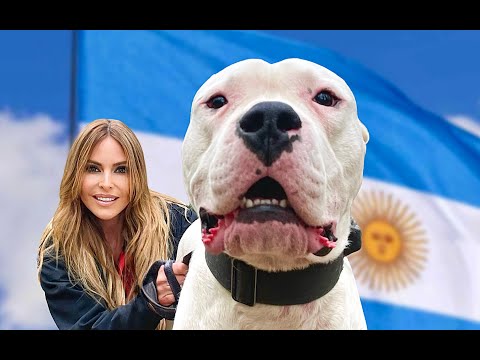 WORKING LINE DOGO ARGENTINO - Banned & Dangerous?