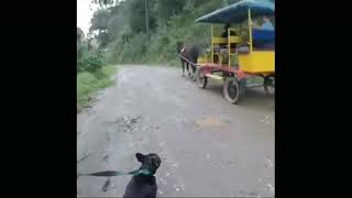 Лютые приколы и испуги людей и животных