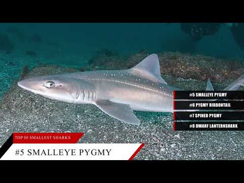 8 Smallest Sharks in the World