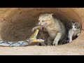 FEARLESS CATS Badass Cats Part 4 Funny Pets