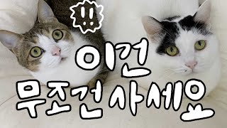 찐집사 김명철 수의사가 추천하는 내돈내산 고양이 꿀템 베스트3